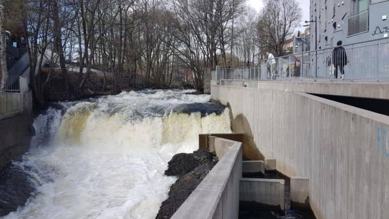 10 Facility for wild salmon and trout to swim upriver